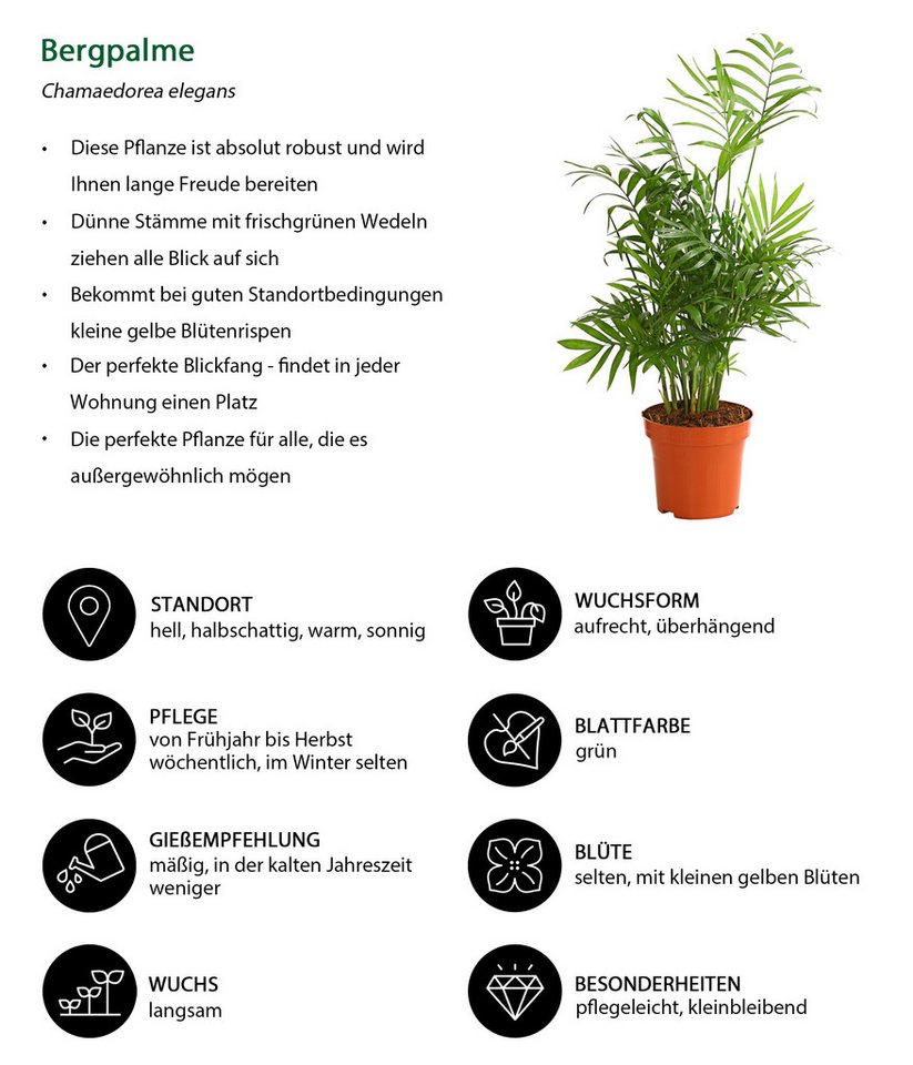 Dehner Zimmerpflanze Pflanzenset Grünpflanzen 3er, 40-50 cm inkl. Pflanztopf, Ø Topf 11 cm, bestehend aus Dieffenbachie Camilla, Bergpalme, Drachenbaum Bild 4