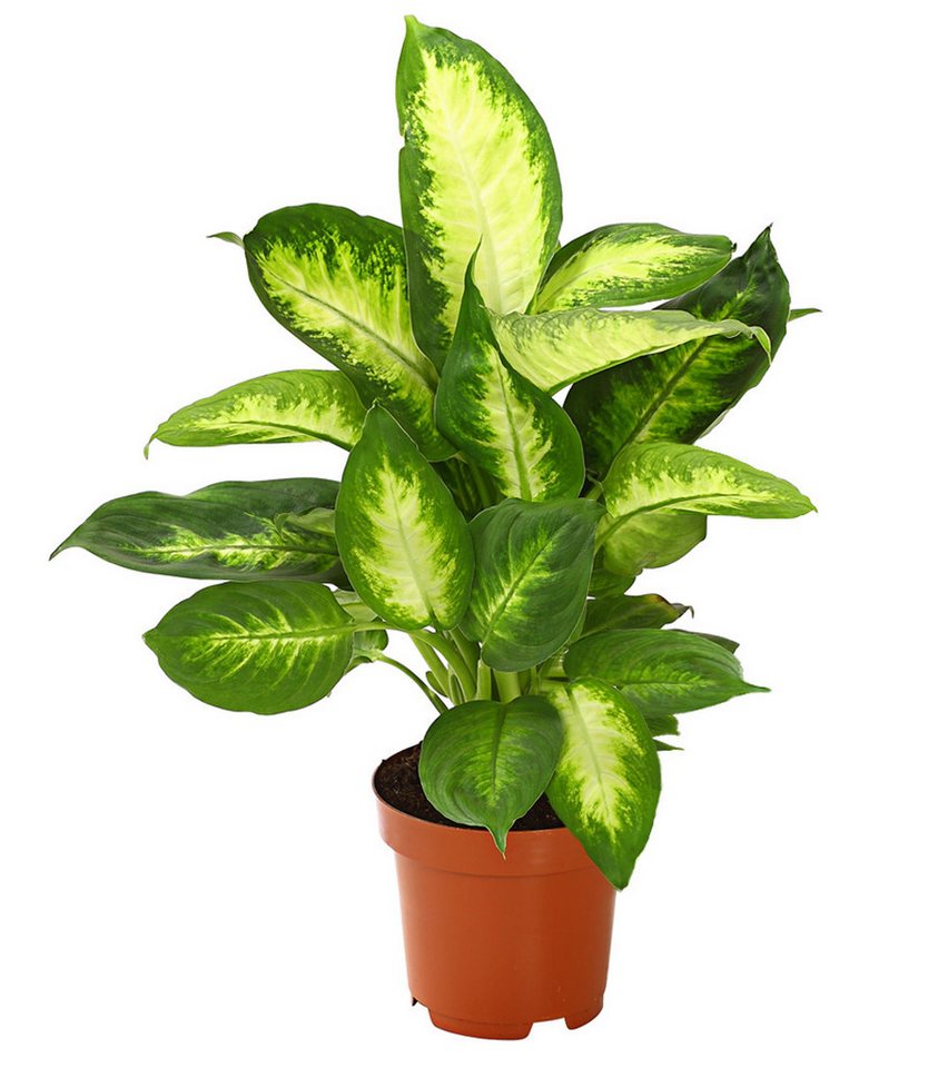 Dehner Zimmerpflanze Pflanzenset Grünpflanzen 3er, 40-50 cm inkl. Pflanztopf, Ø Topf 11 cm, bestehend aus Dieffenbachie Camilla, Bergpalme, Drachenbaum Bild 5