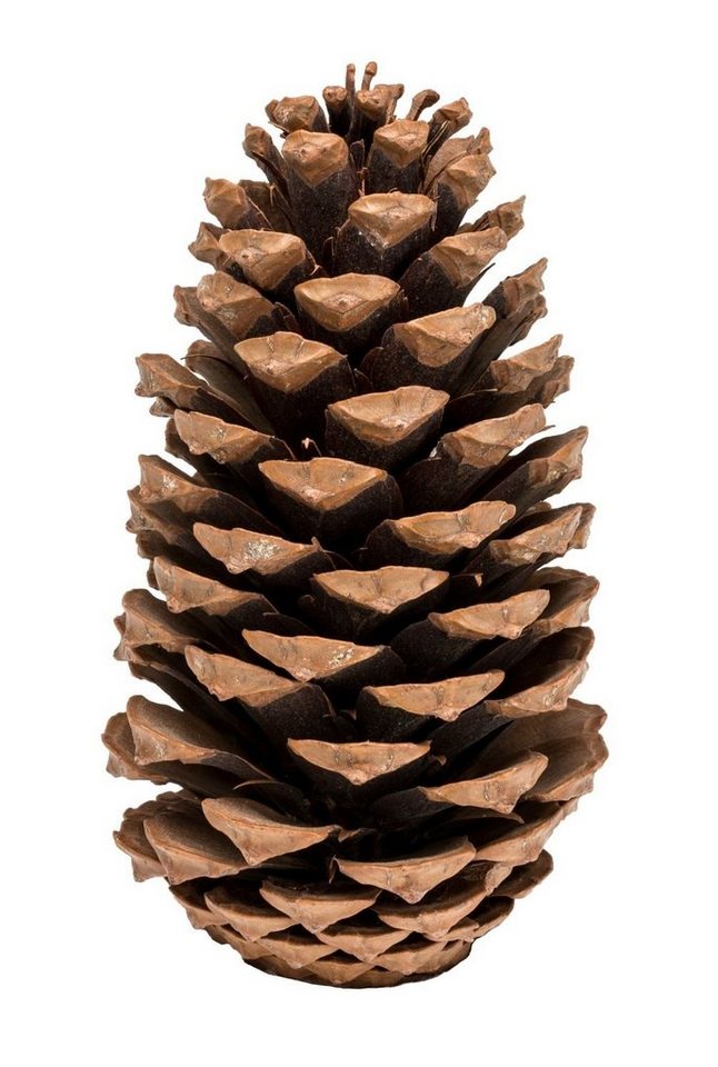 NaDeco Bastelnaturmaterial Pinus maritima, 14-18cm Tannenzapfen