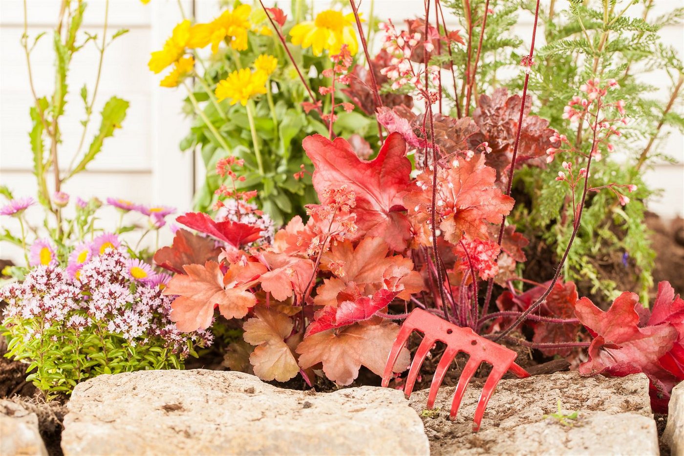 Pflanzen für Dich Staude Heuchera cult. Indian Summer Cranberry, 1 St., Purpurglöckchen, Silberglöckchen