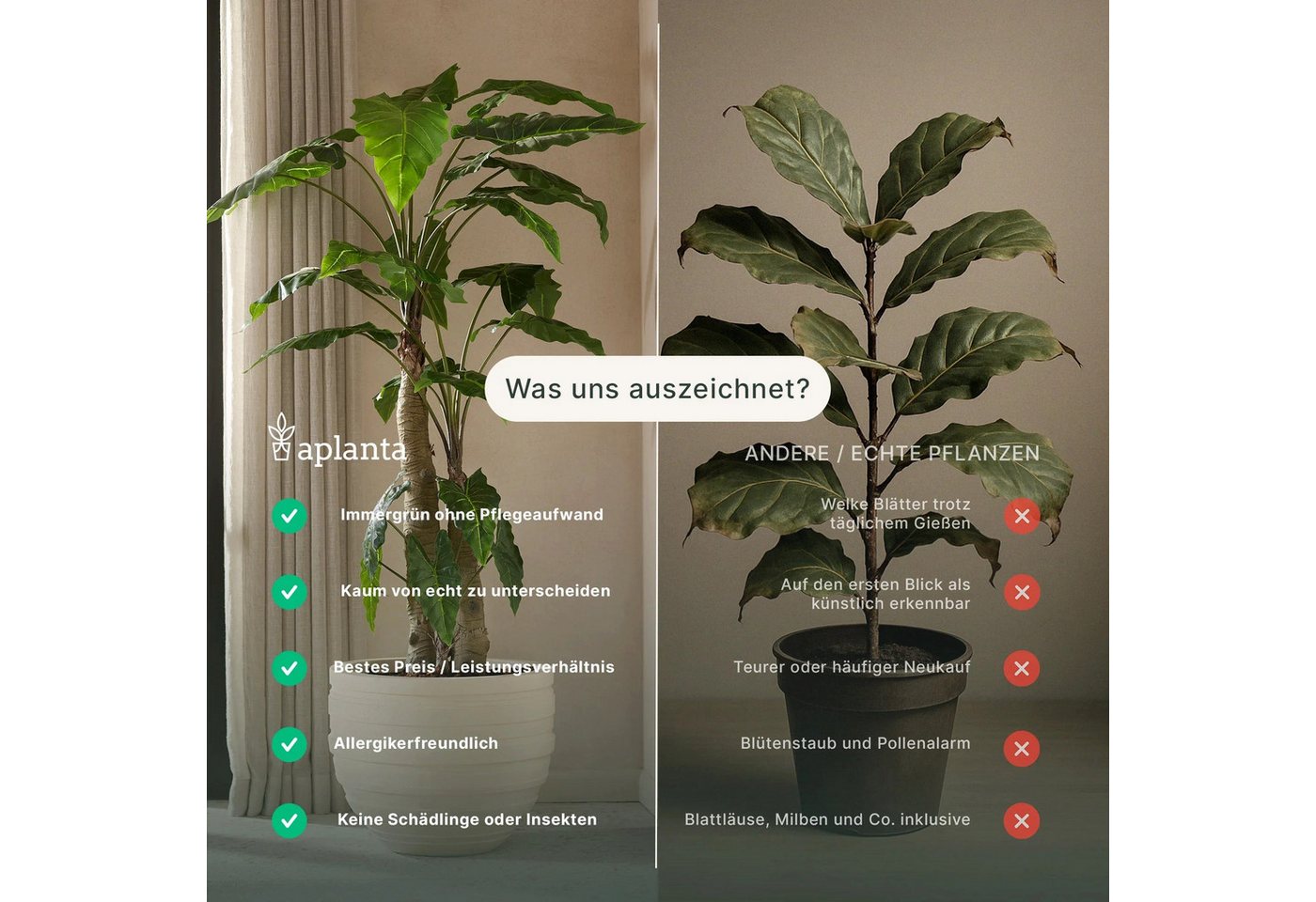 Kunstpflanze Künstliche Fittonia - Fit, aplanta Bild 3