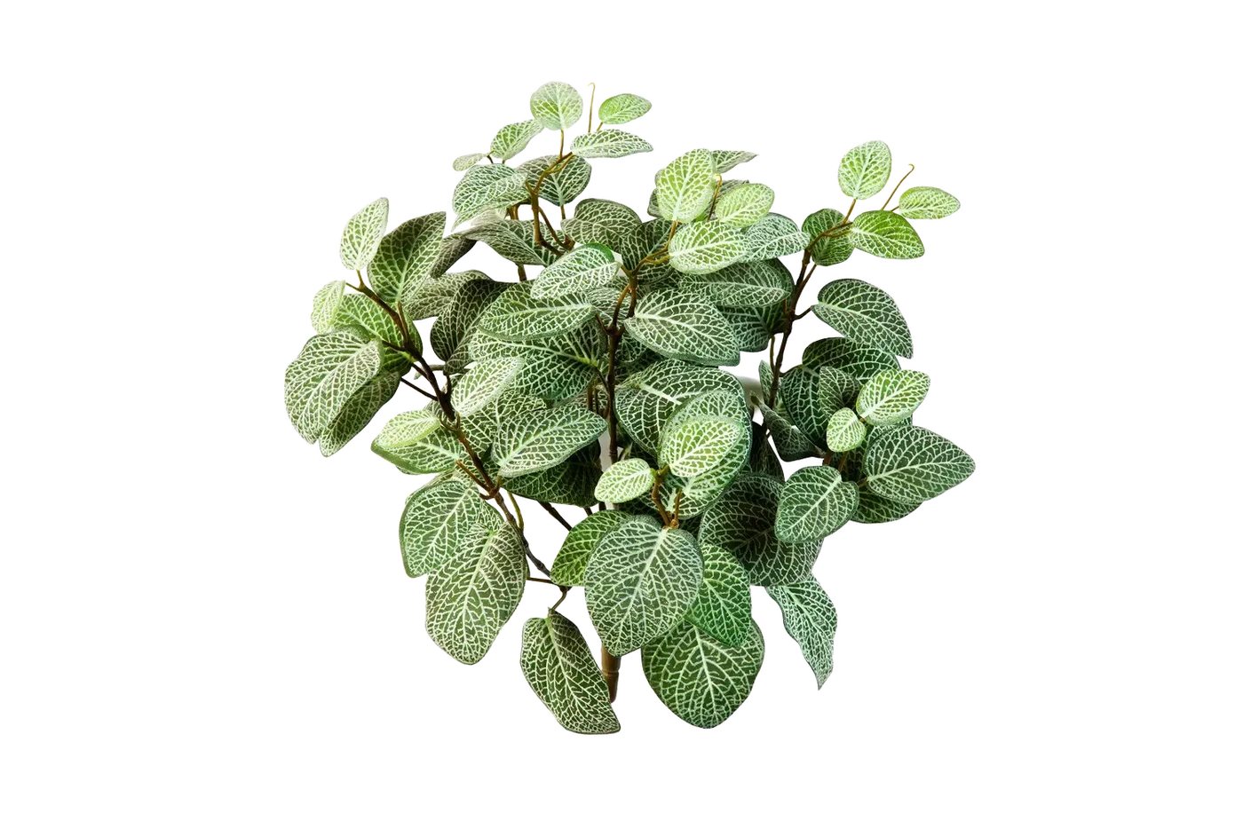 Kunstpflanze Künstliche Fittonia - Fit, aplanta Bild 4