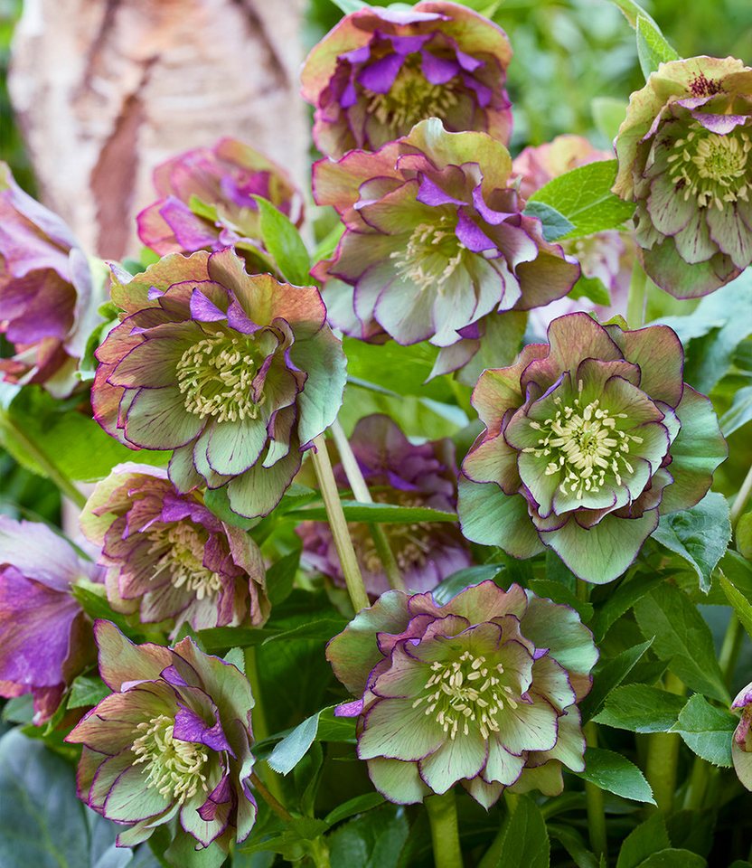BALDUR Garten Staude Gefüllte Christrose 'Double Ellen® Green Picotée', 1 St., Lenzrose,winterhart, gefüllte Blüten, reichblühend, robust
