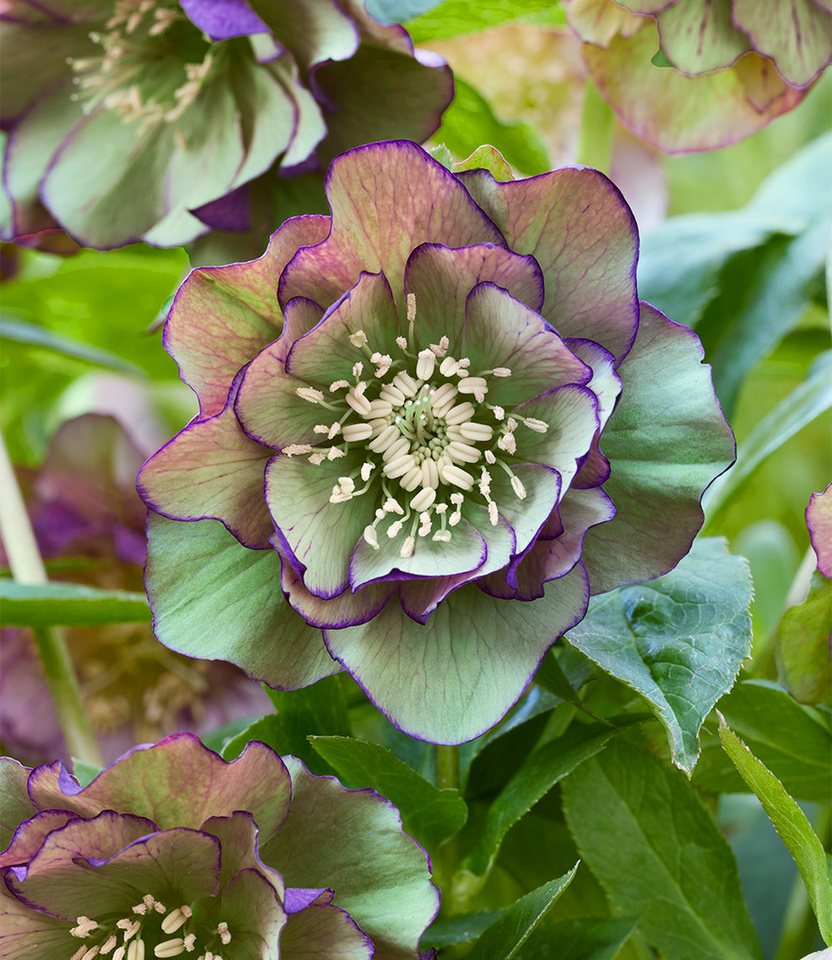 BALDUR Garten Staude Gefüllte Christrose 'Double Ellen® Green Picotée', 1 St., Lenzrose,winterhart, gefüllte Blüten, reichblühend, robust Bild 2