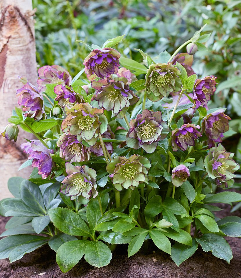 BALDUR Garten Staude Gefüllte Christrose 'Double Ellen® Green Picotée', 1 St., Lenzrose,winterhart, gefüllte Blüten, reichblühend, robust Bild 3