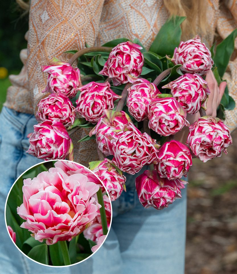 BALDUR Garten Blumenzwiebeln Pfingstrosen-Tulpe 'Let's Dance', Päonientulpe,winterhart, kräftige Stiele, schnittgeeignet
