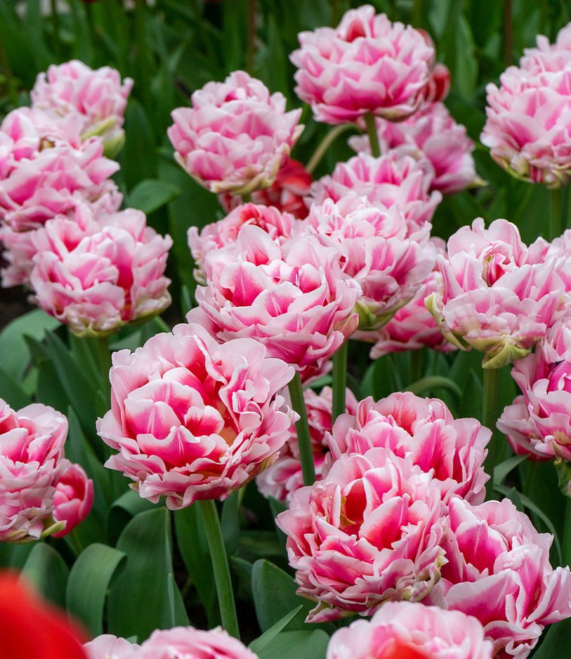 BALDUR Garten Blumenzwiebeln Pfingstrosen-Tulpe 'Let's Dance', Päonientulpe,winterhart, kräftige Stiele, schnittgeeignet Bild 2