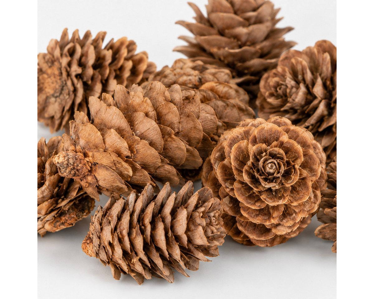 NaDeco Bastelnaturmaterial NaDeco Lärchenzapfen natur, 0,5 kg, 175 bis 200 Stück, 2 bis 3 cm Bild 4