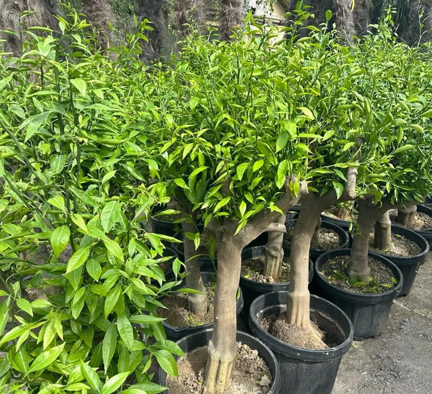 Palms-Store Zitronenbaum Citrus limon Immergrün & Winterhart ca. 150–180 cm aus Griechenland, Immergrün & duftend, Blüten & Früchte gleichzeitig Bild 2