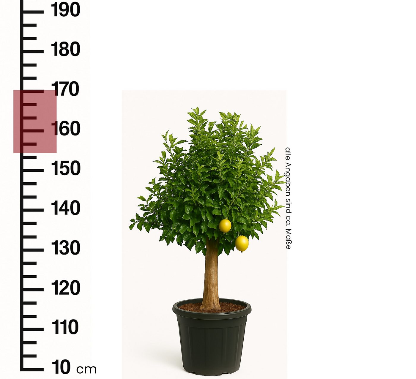 Palms-Store Zitronenbaum Citrus limon Immergrün & Winterhart ca. 150–180 cm aus Griechenland, Immergrün & duftend, Blüten & Früchte gleichzeitig Bild 3