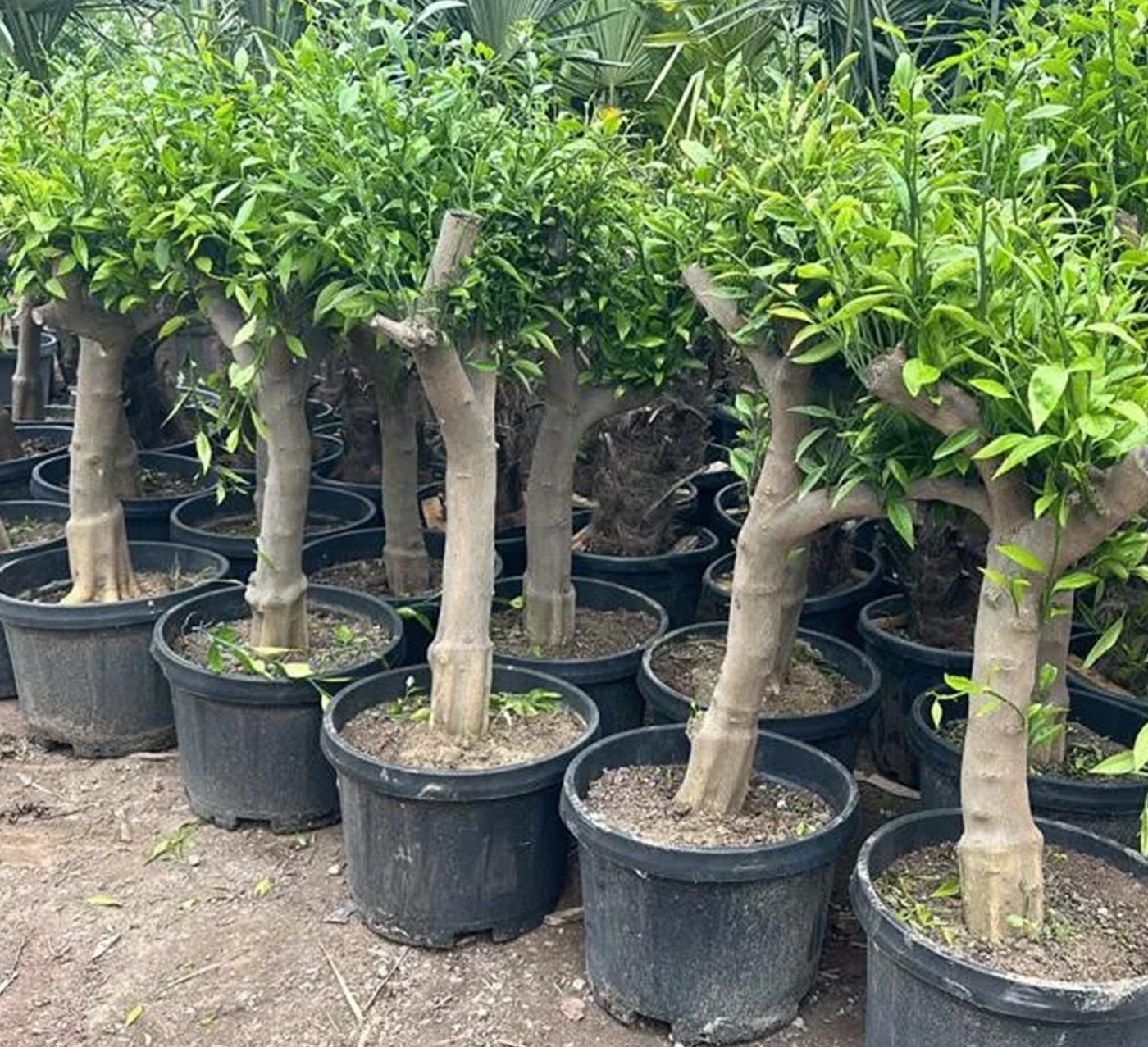 Palms-Store Zitronenbaum Citrus limon Immergrün & Winterhart ca. 150–180 cm aus Griechenland, Immergrün & duftend, Blüten & Früchte gleichzeitig Bild 4