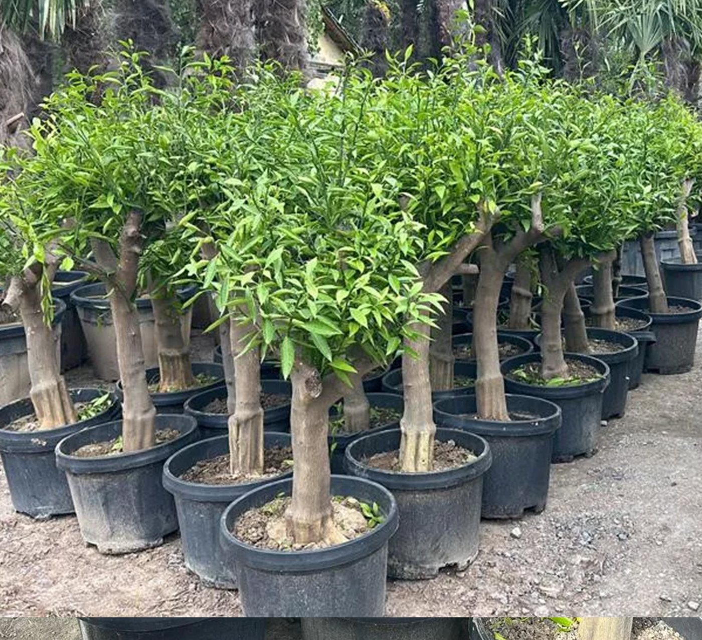 Palms-Store Zitronenbaum Citrus limon Immergrün & Winterhart ca. 150–180 cm aus Griechenland, Immergrün & duftend, Blüten & Früchte gleichzeitig Bild 5