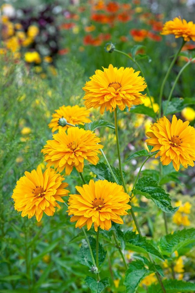 Pflanzen für Dich Staude Heliopsis scabra Goldgrünherz, 1 St., Rauher Sonnenhut, Sonnenauge