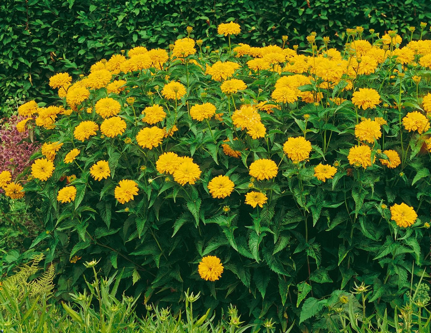 Pflanzen für Dich Staude Heliopsis scabra Goldgrünherz, 1 St., Rauher Sonnenhut, Sonnenauge Bild 2