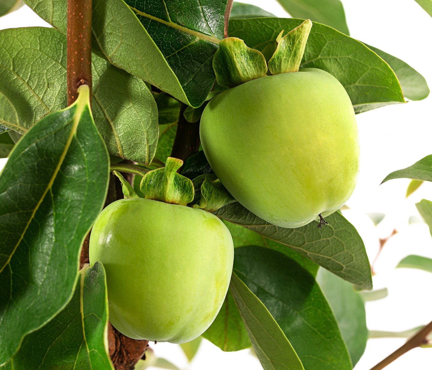 Dehner Obstpflanze Kaki-Pflaume Ragno, Diospyros kaki, ca. 150-200 cm, 9.5 l Topf, selbstbefruchtender Obstbaum mit orange-gelben Früchten