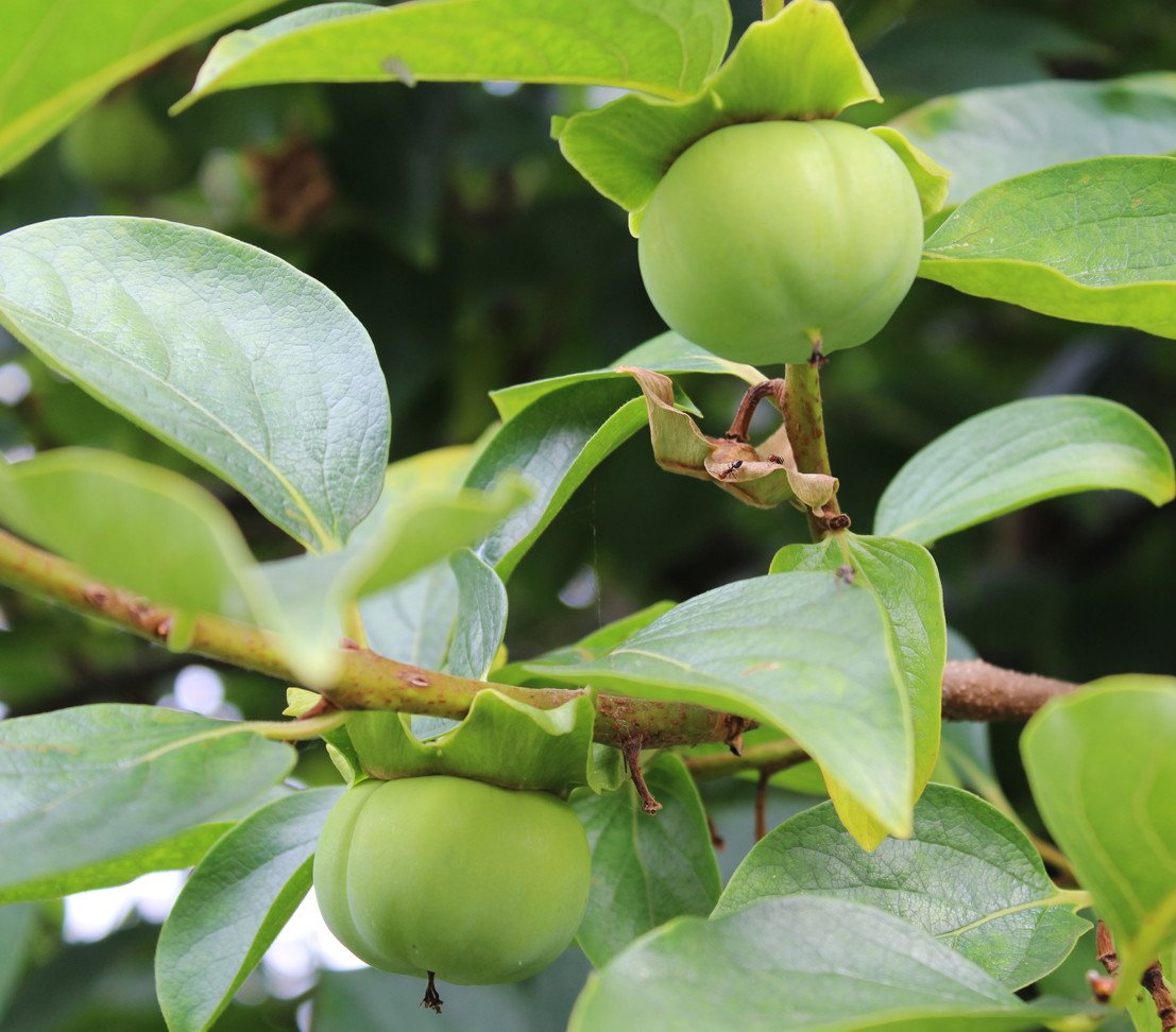 Dehner Obstpflanze Kaki-Pflaume Ragno, Diospyros kaki, ca. 150-200 cm, 9.5 l Topf, selbstbefruchtender Obstbaum mit orange-gelben Früchten Bild 2