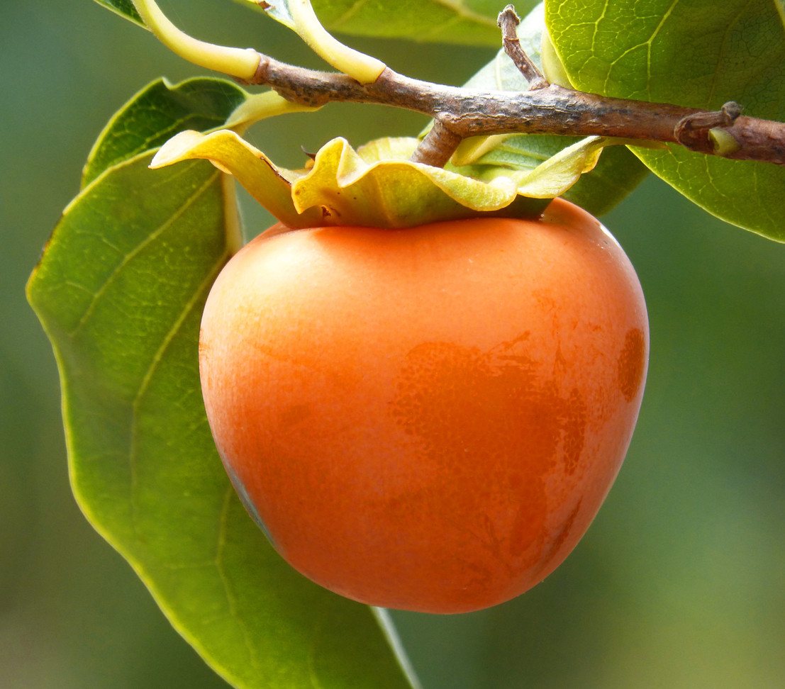 Dehner Obstpflanze Kaki-Pflaume Ragno, Diospyros kaki, ca. 150-200 cm, 9.5 l Topf, selbstbefruchtender Obstbaum mit orange-gelben Früchten Bild 3
