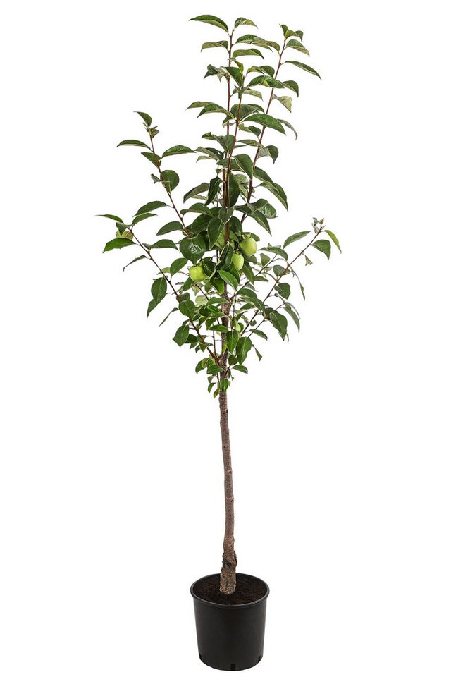 Dehner Obstpflanze Kaki-Pflaume Ragno, Diospyros kaki, ca. 150-200 cm, 9.5 l Topf, selbstbefruchtender Obstbaum mit orange-gelben Früchten Bild 5