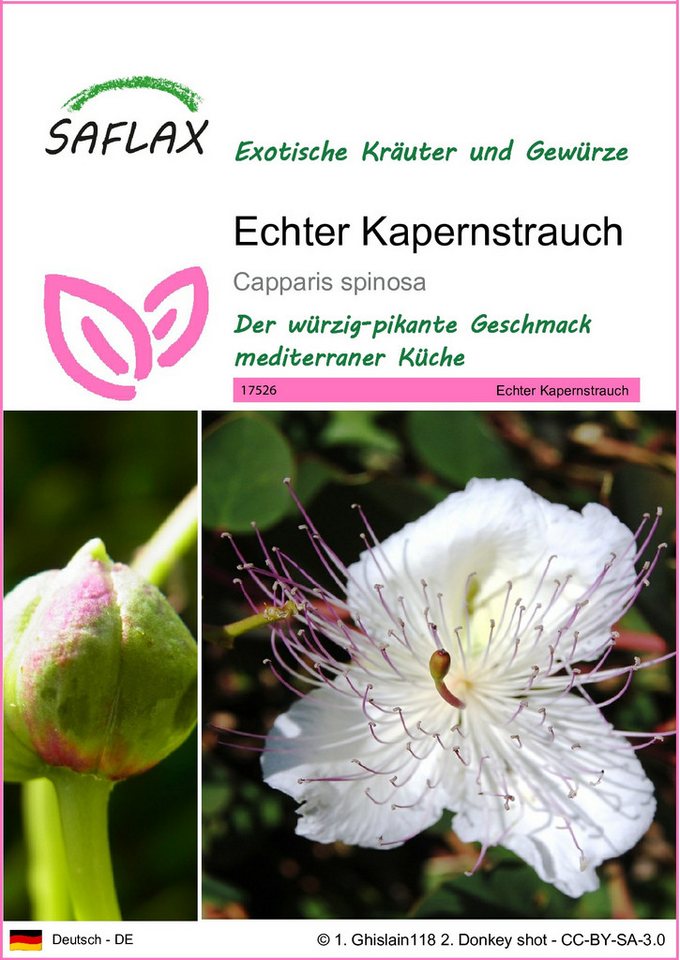 SAFLAX Kräutersamen SAFLAX - Samen - Echter Kapernstrauch Bild 2