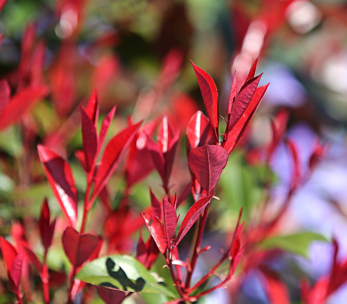 Dehner Hecken Purpur-Glanzmispel Red Robin, Photinia x fraseri, immergrüner Busch, Heckenpflanze mit hellrotem bis purpurfarbenem Austrieb Bild 2
