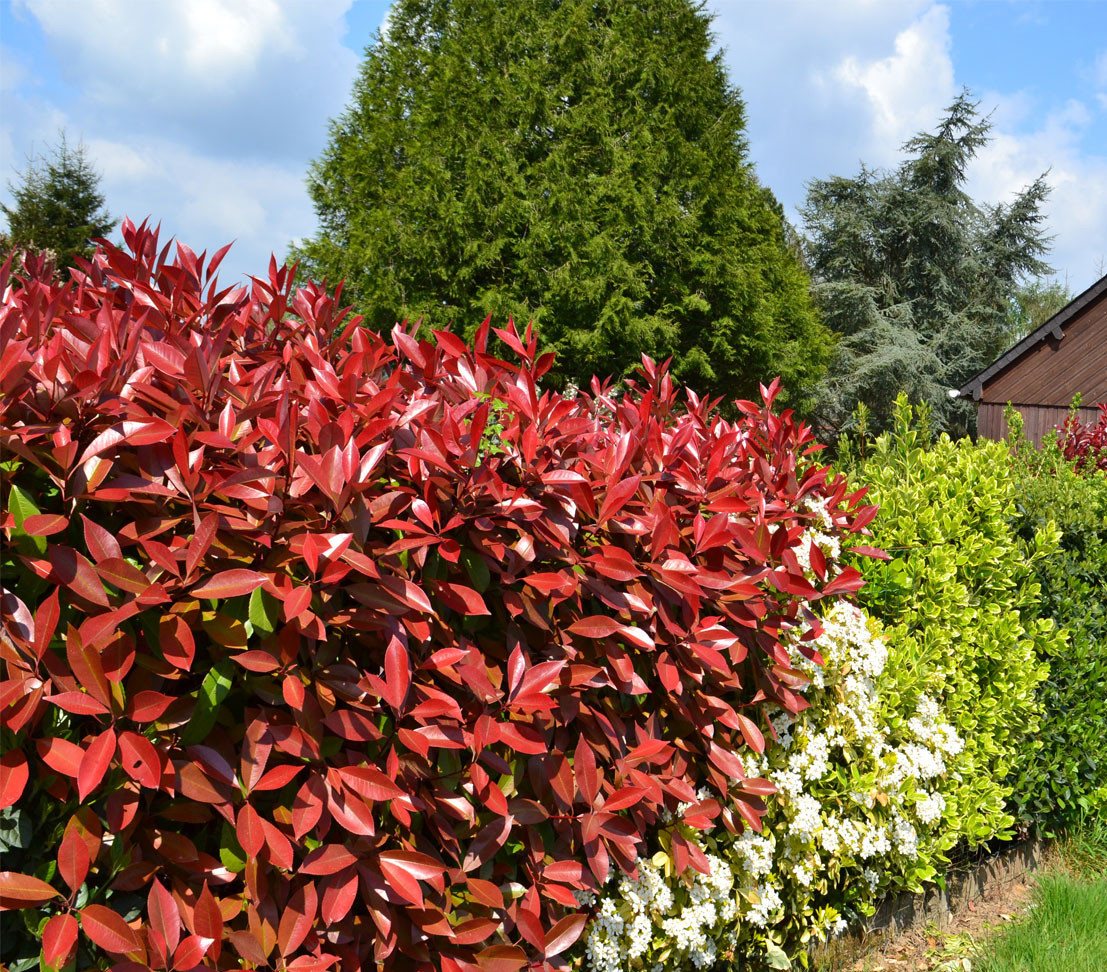 Dehner Hecken Purpur-Glanzmispel Red Robin, Photinia x fraseri, immergrüner Busch, Heckenpflanze mit hellrotem bis purpurfarbenem Austrieb Bild 3