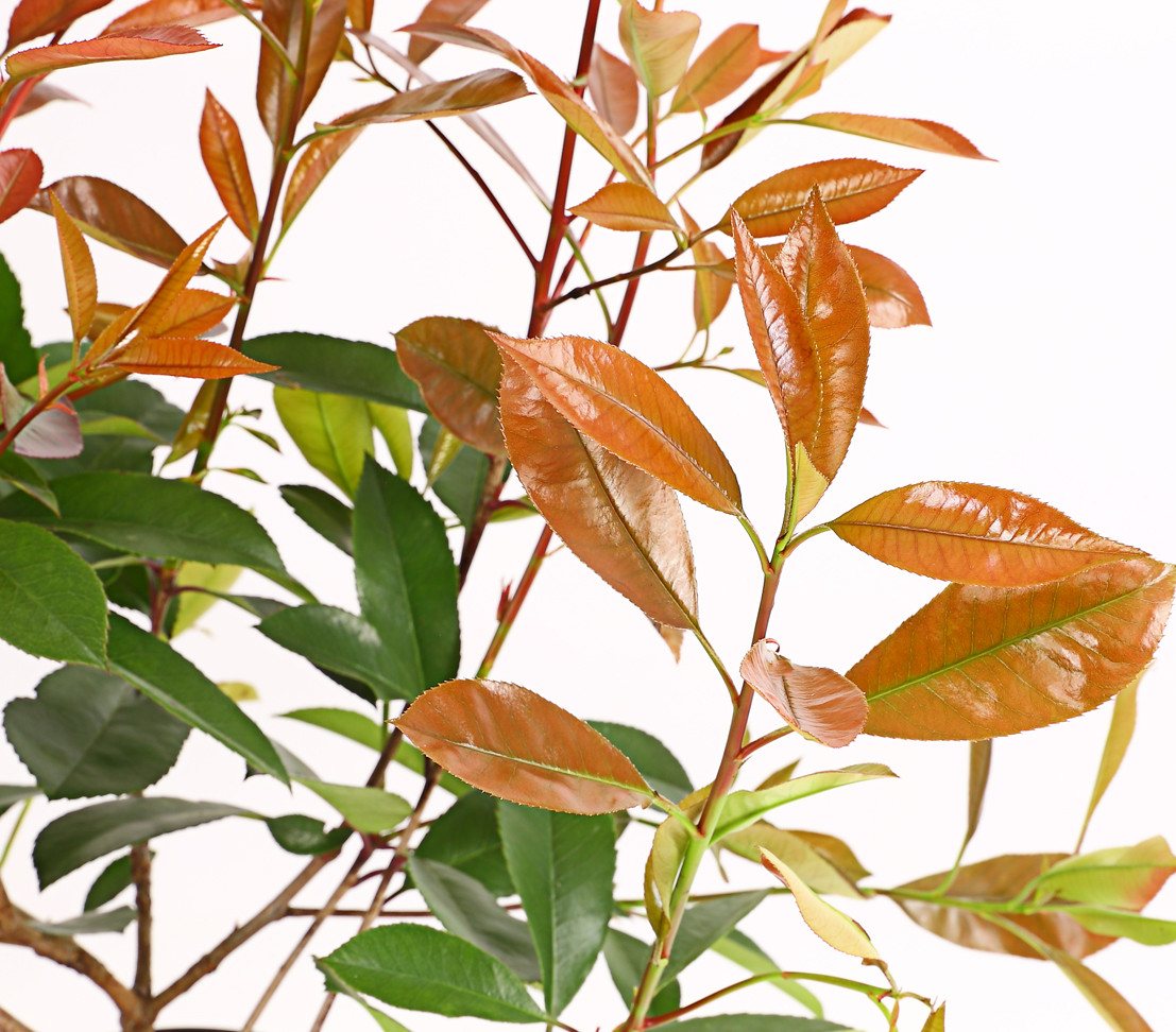 Dehner Hecken Purpur-Glanzmispel Red Robin, Photinia x fraseri, immergrüner Busch, Heckenpflanze mit hellrotem bis purpurfarbenem Austrieb Bild 4