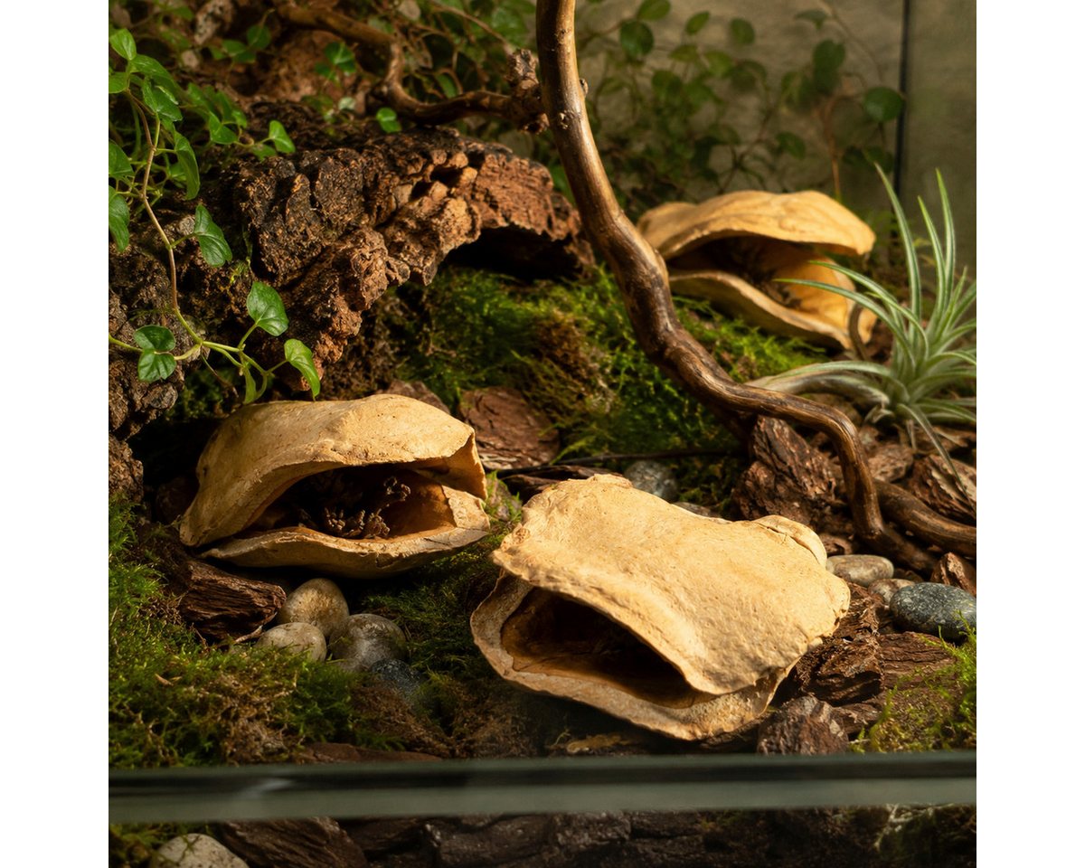 NaDeco Bastelnaturmaterial Froschmaulschote in Natur, Größe ca.7-10cm Jacaranda brasiliana