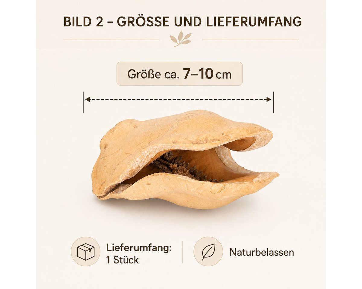 NaDeco Bastelnaturmaterial Froschmaulschote in Natur, Größe ca.7-10cm Jacaranda brasiliana Bild 2