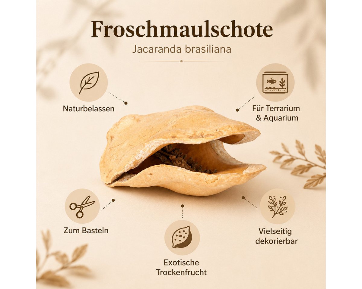 NaDeco Bastelnaturmaterial Froschmaulschote in Natur, Größe ca.7-10cm Jacaranda brasiliana Bild 3