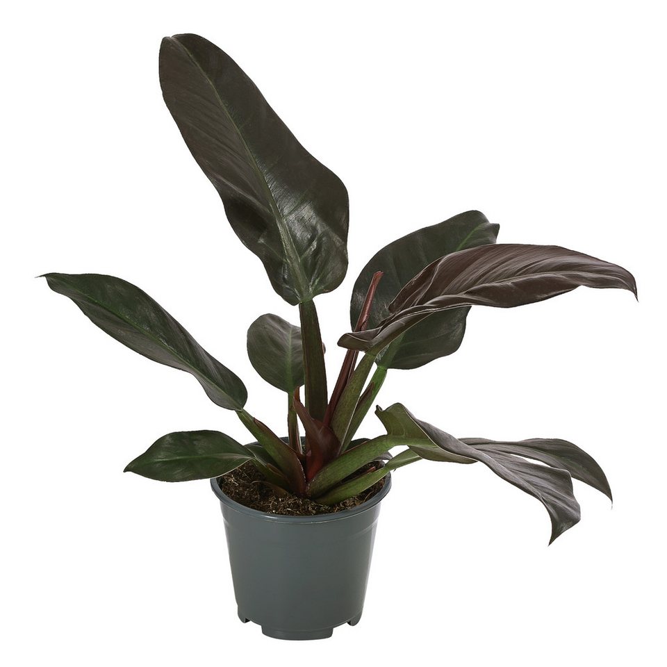 Dehner Zimmerpflanze Baumfreund, Philodendron, 50-60 cm, Ø 14 cm, in verschiedenen Sorten, keine Vorauswahl möglich