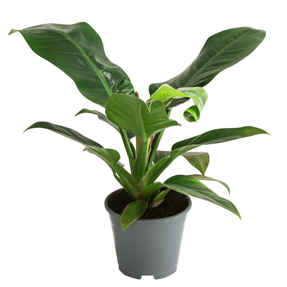 Dehner Zimmerpflanze Baumfreund, Philodendron, 50-60 cm, Ø 14 cm, in verschiedenen Sorten, keine Vorauswahl möglich Bild 2