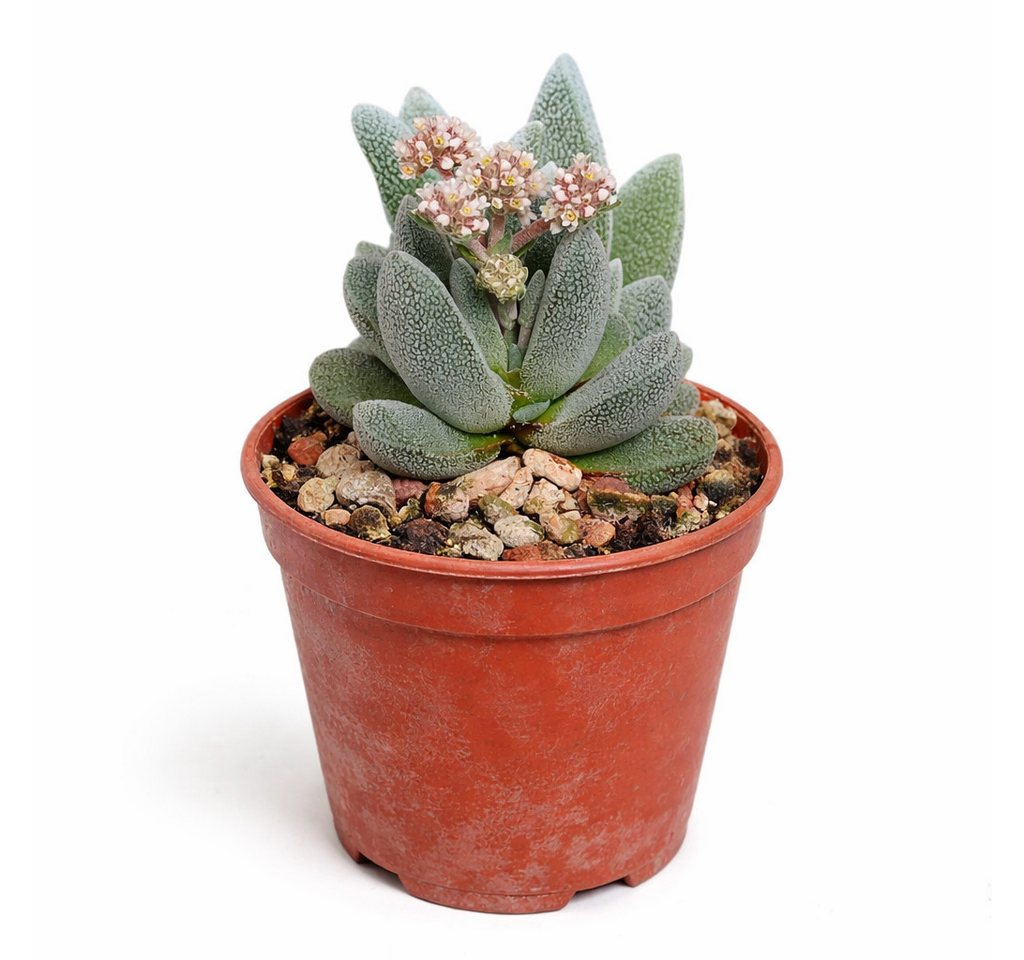 Exotenherz Kaktus Crassula tecta Eidechsenhaut-Dickblatt Rarität 6,5cm Topf 15cm hoch