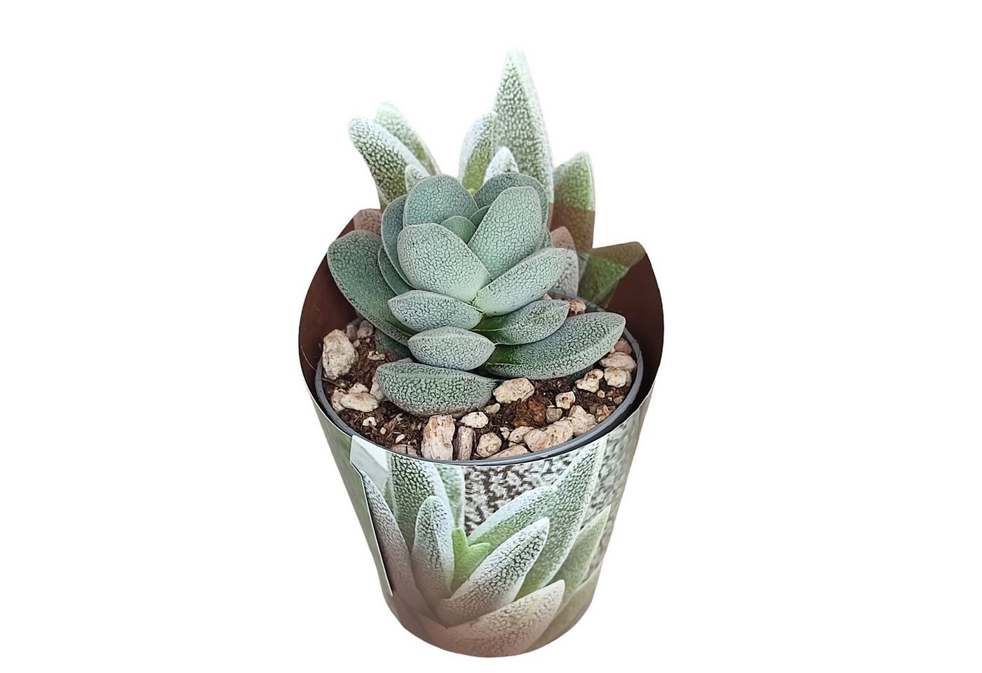 Exotenherz Kaktus Crassula tecta Eidechsenhaut-Dickblatt Rarität 6,5cm Topf 15cm hoch Bild 2