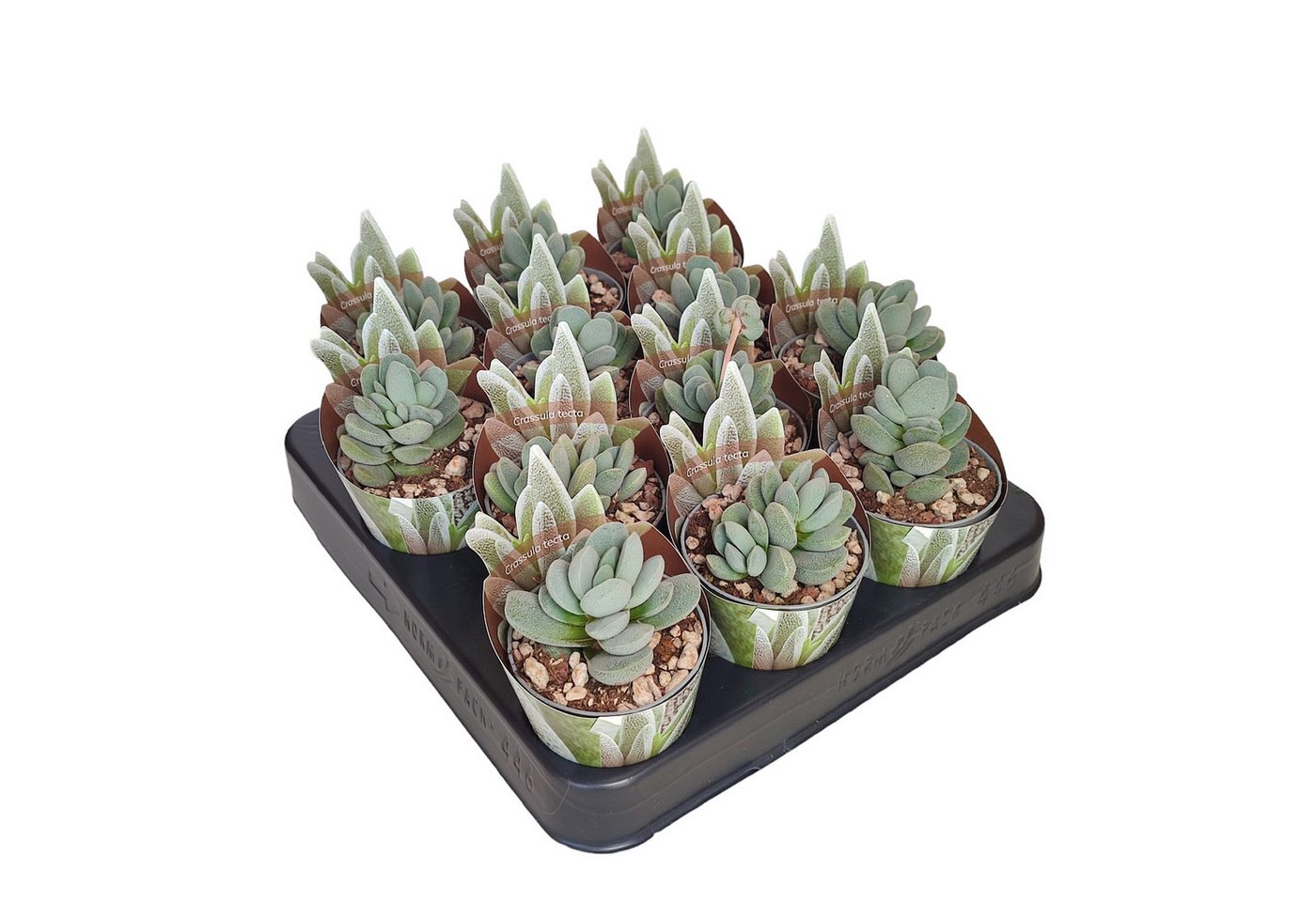 Exotenherz Kaktus Crassula tecta Eidechsenhaut-Dickblatt Rarität 6,5cm Topf 15cm hoch Bild 3