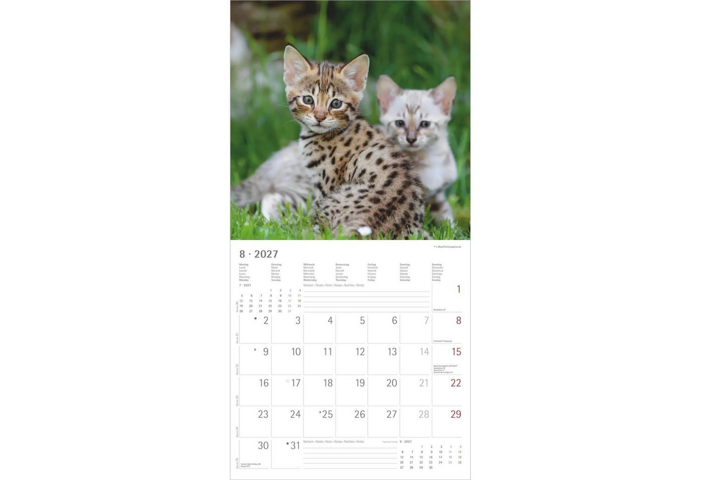 Wandkalender Samtpfötchen 2027