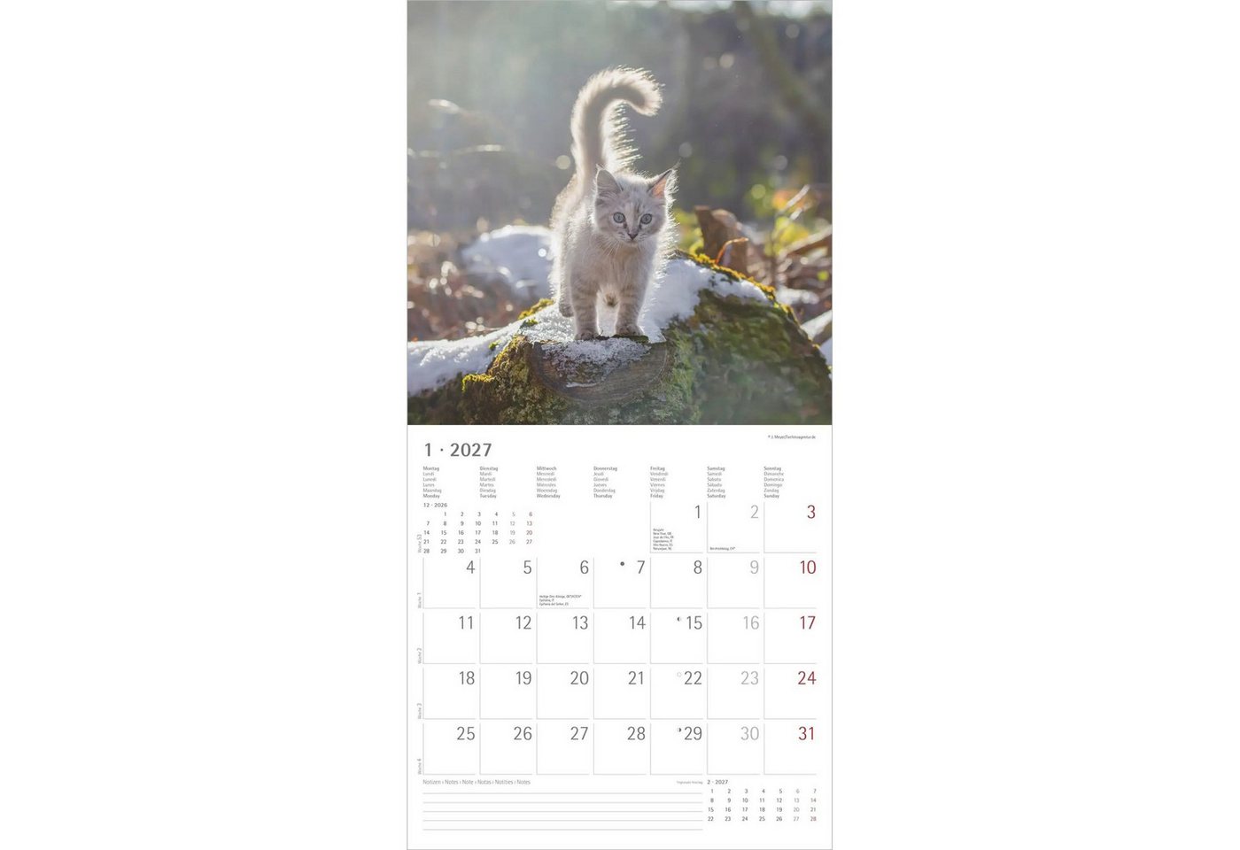Wandkalender Samtpfötchen 2027 Bild 3