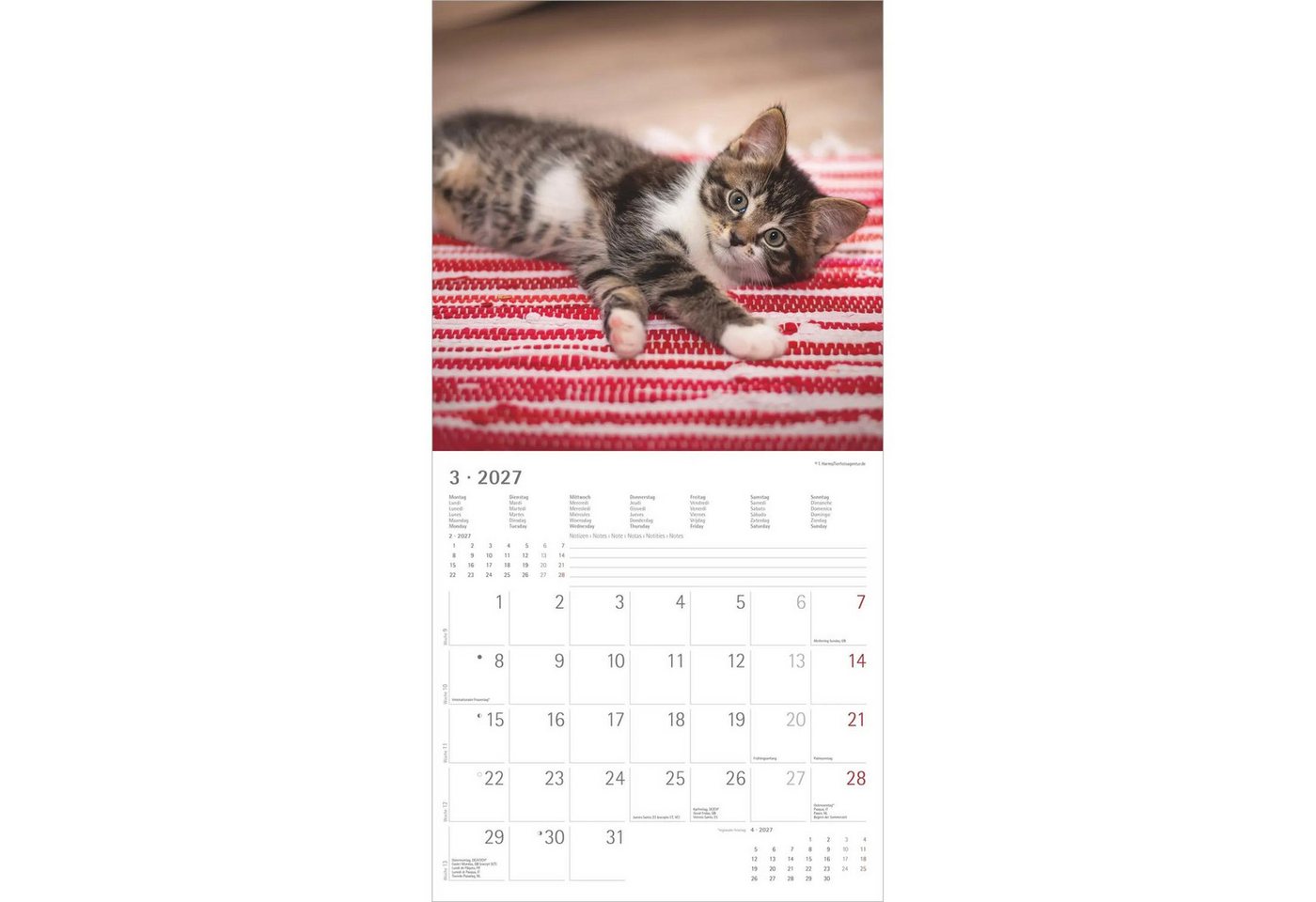 Wandkalender Samtpfötchen 2027 Bild 4