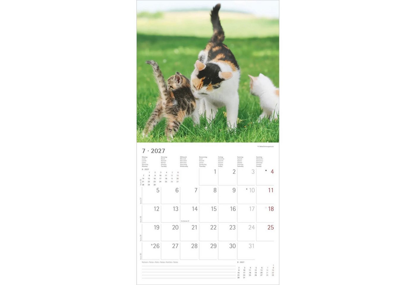 Wandkalender Samtpfötchen 2027 Bild 5