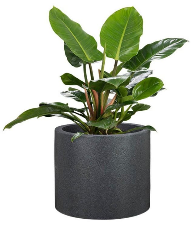 Scheurich - Panzano 30, Pflanzgefäß/Blumentopf/Pflanzkübel, rund, aus Kunststoff Farbe: Schwarz-Granit, 28,8 cm Durchmesser, 24,3 cm hoch, 14 l Vol.
