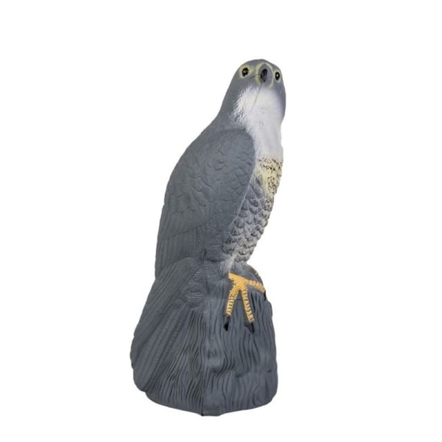Taubenschreck Falke