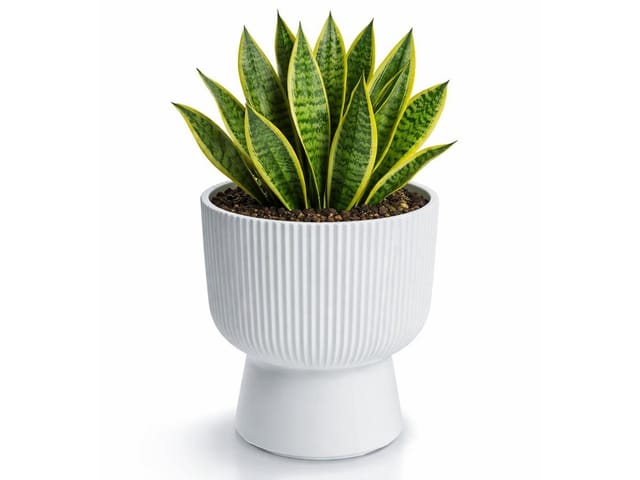 Prosperplast Blumentopf MILLY Weiß 23,9 cm