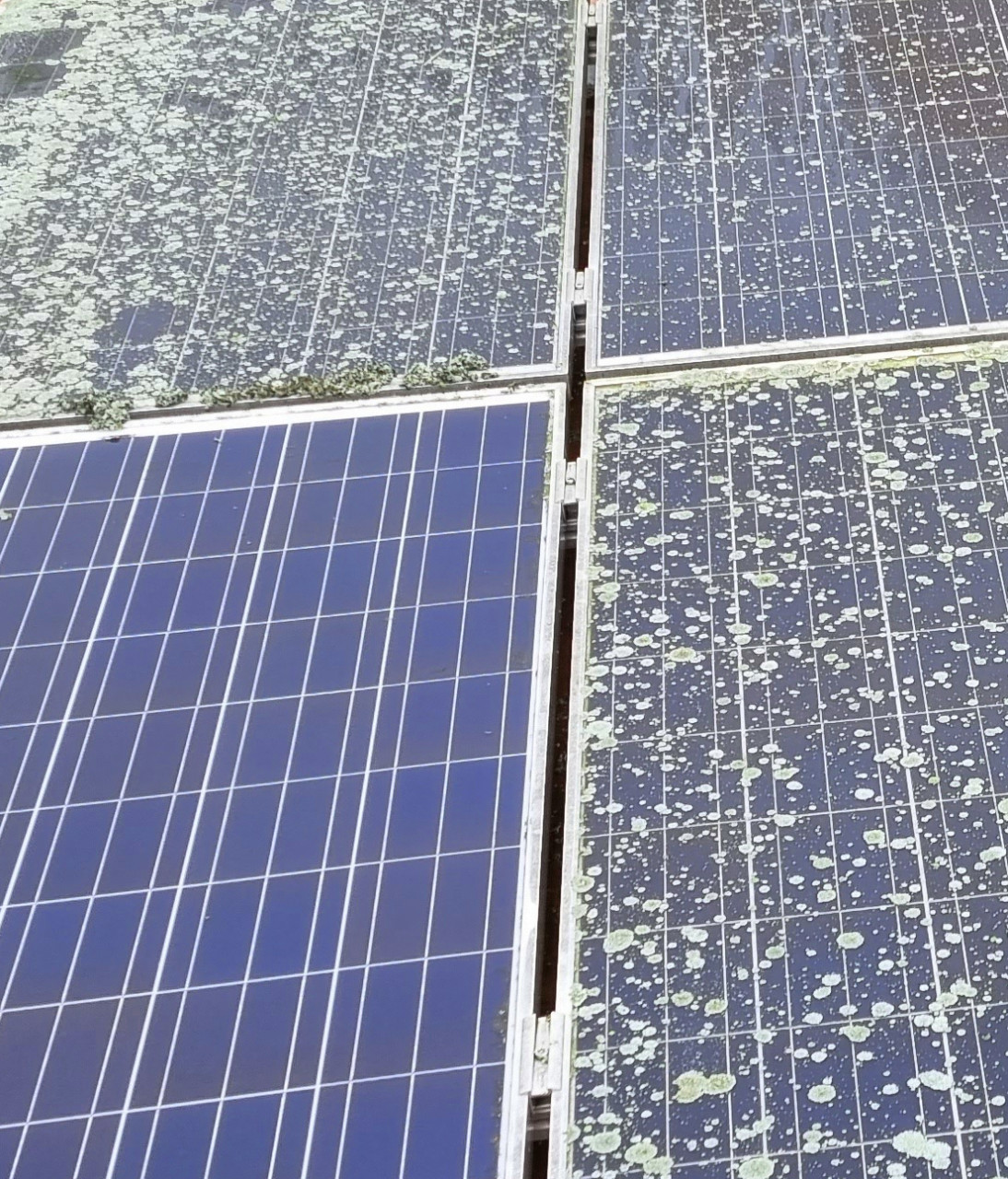 Enzimo Solaranlagen- & PV-Anlagen-Reiniger 2,5L Solaranlagenreiniger - Edialux Bild 2