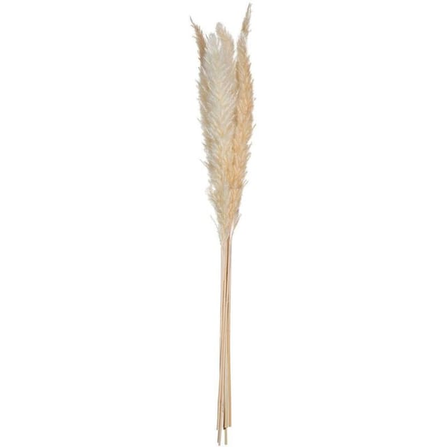 Atmosphera - Set aus 6 Trockenblumen Pampa naturelle h. 65 cm créateur d'intérieur