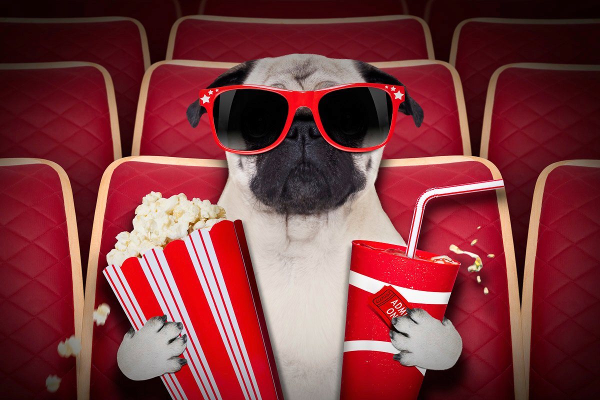 Papermoon Fototapete Hund im Kino Bild 2