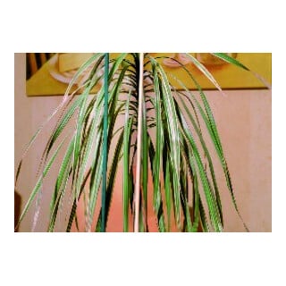 Splittstab natur ø 4-4,5mm 50cm 10er Bund Flora world