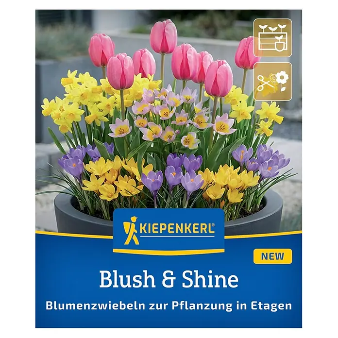 Kiepenkerl Profi-Line Frühlingsblumenzwiebel-Mix Blush & Shine