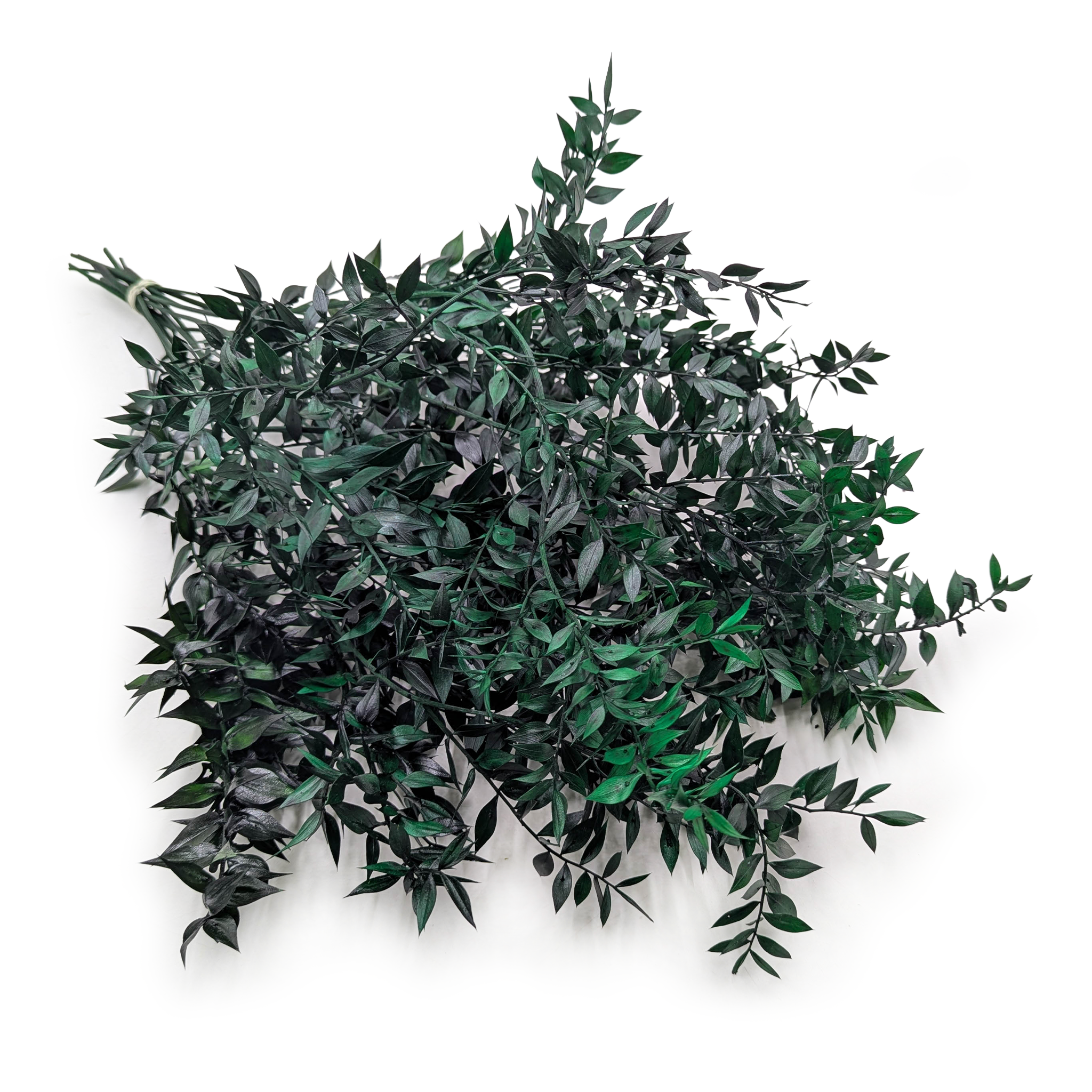 Stabilisierter Ruscus - (ruscus) - Grün