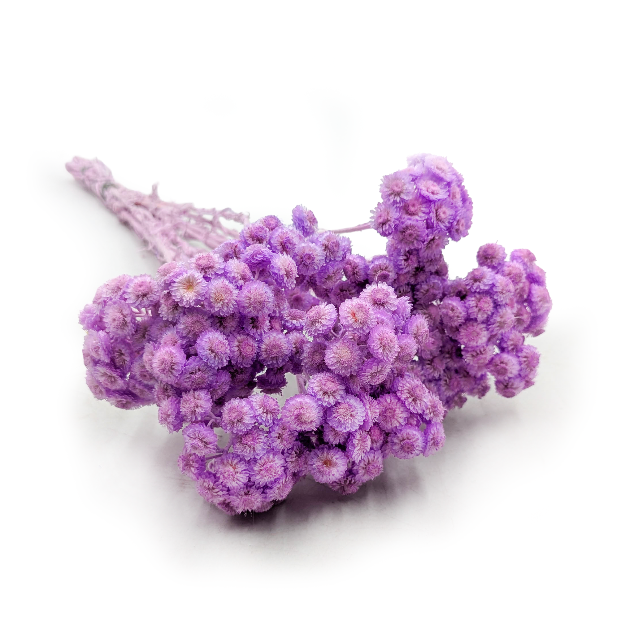 Getrockneter Italienischer Helichrysum - (helichrysum Italicum) - Flieder