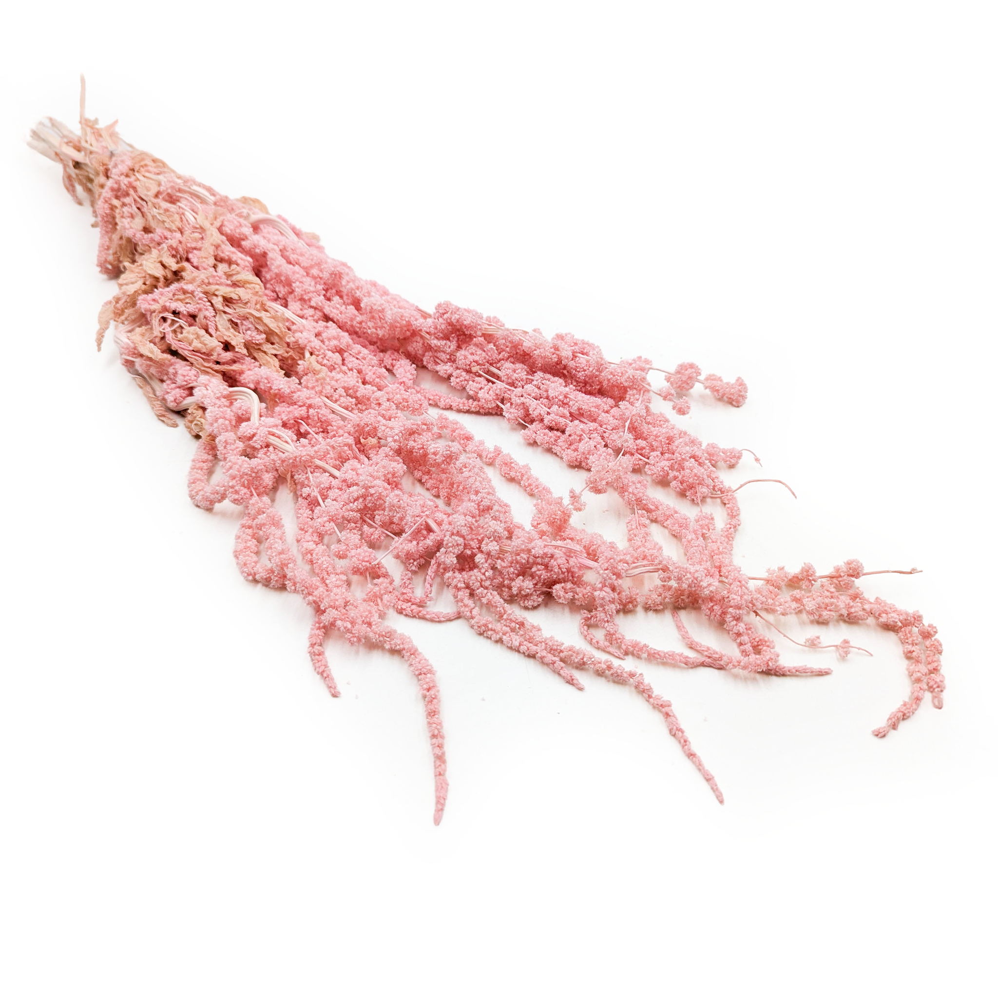 Stabilisierter Amarant – Amarant – Rosa