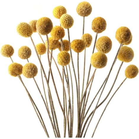 Set Mit 40 Gelben Trockenblumenkugeln Für Hochzeitsdekoration, Zuhause, Vase, Blumenarrangements (gold)
